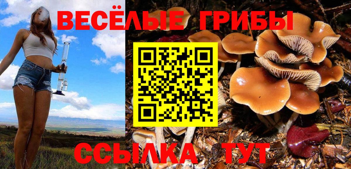 Псилоцибиновые грибы Psilocybe  Вход с VPN  Кимры  Галлюциногенные грибы Psilocybine cubensis 
